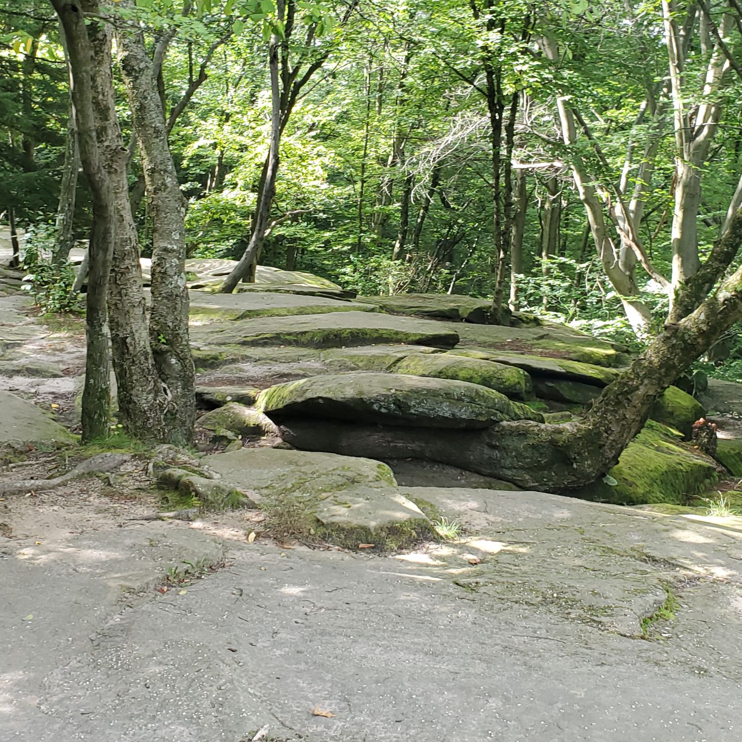 Ledges and Pine Grove Trails 